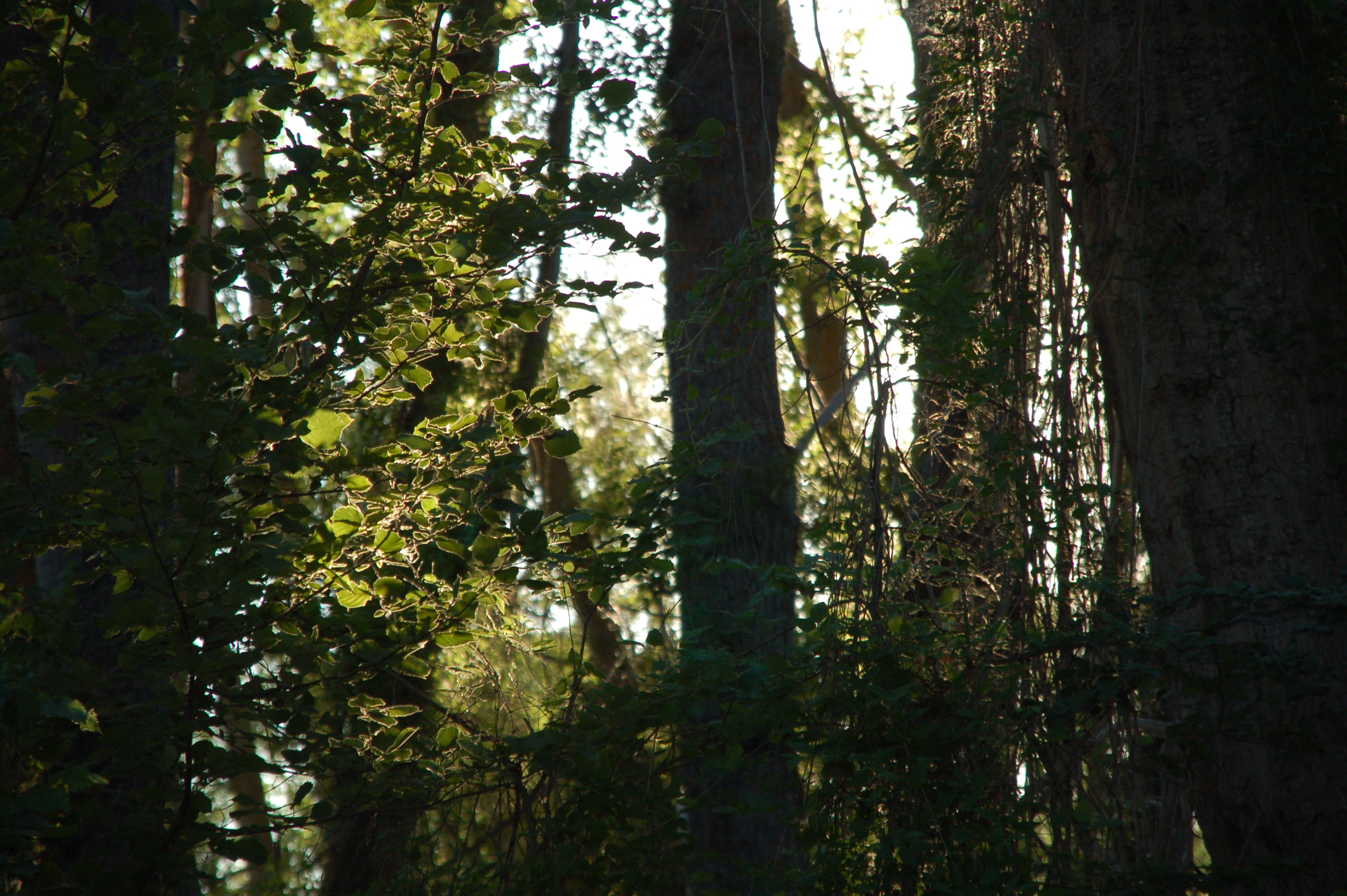 La caída de la tarde en la alameda