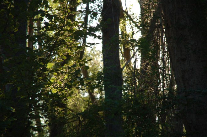 La caída de la tarde en la alameda